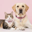 QR Code Cat Tag — Modifiable Pet Online Profile Page