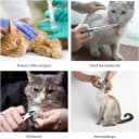Adjustable Dog and Cat Cone — Soft Recovery Cat Cone Collar