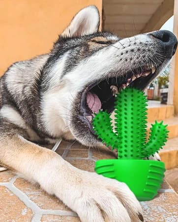 Cactus Dog Chew Toy for Aggressive Chewers — collection imagery