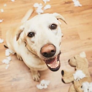Dog Chew Toys 3 Pack for Aggressive Chewers — collection imagery