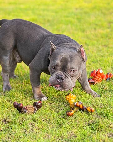 Dog Toy — Large Dog Squeaky Toys — collection imagery
