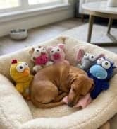 5 Pack Plush Squeaky Dog Toys for Small Dog — collection imagery