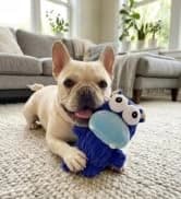 5 Pack Plush Squeaky Dog Toys for Small Dog — collection imagery