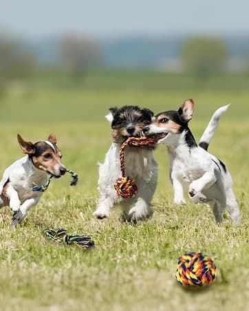 Large Tough Chew Toys for Aggressive Chewers — 9 Pack Dog Rope Toys — collection imagery