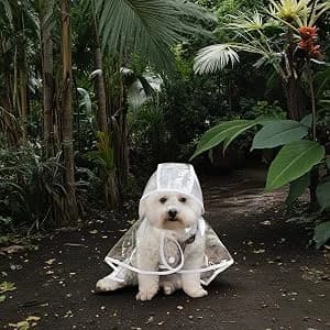 Clear Dog Rain Poncho for Small and Medium Dogs — collection imagery