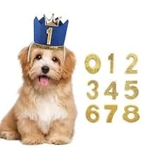 Dog Shoes for Small Dogs â Puppy Boots and Paw Protectors â collection imagery