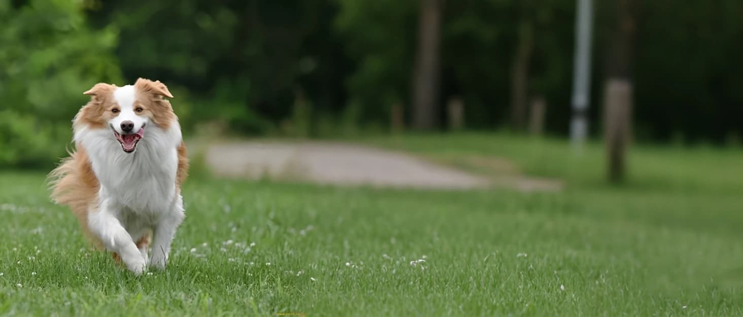 Breathable Dog Boots for Medium and Large Dogs — collection imagery