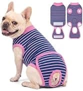 Reflective Dog Collar — Neoprene Padded Small Dog Collar — collection imagery