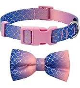 Reflective Dog Collar — Neoprene Padded Small Dog Collar — collection imagery