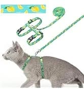 Reflective Dog Collar — Neoprene Padded Small Dog Collar — collection imagery