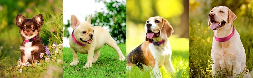Reflective Dog Collar — Puppy Collar with Buckle Adjustable — collection imagery