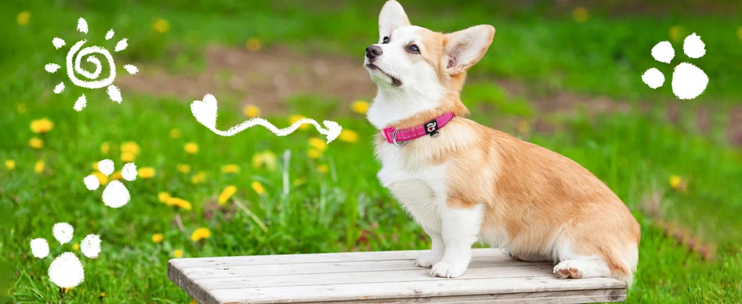 Reflective Dog Collar — Neoprene Padded Small Dog Collar — product details