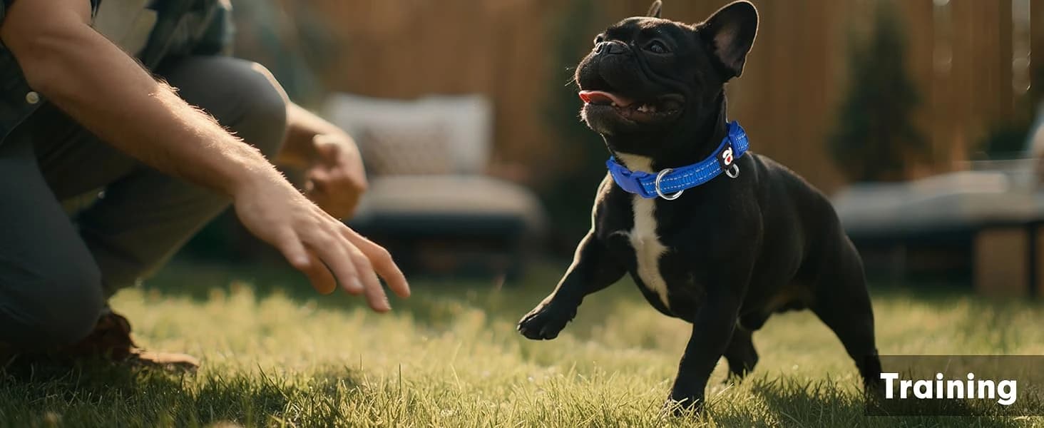 Reflective Dog Collar — Neoprene Padded Small Dog Collar — collection imagery