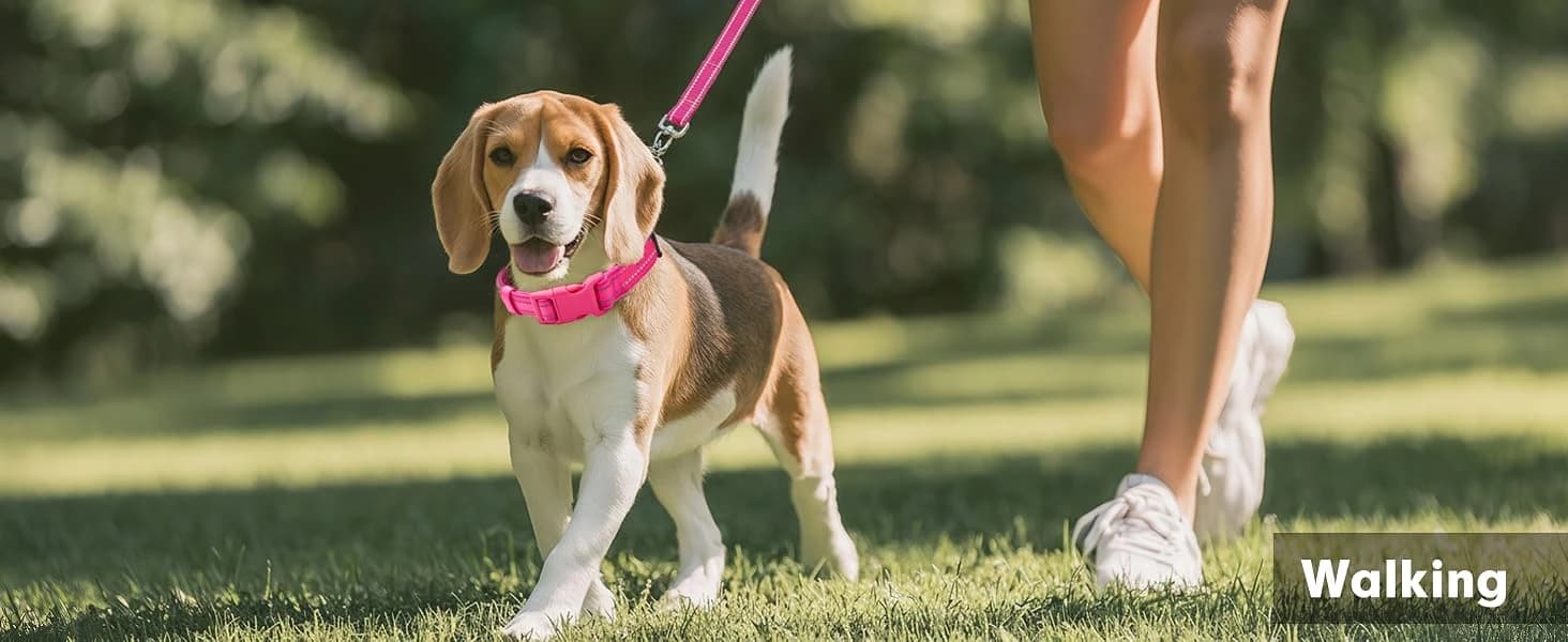 Reflective Dog Collar — Neoprene Padded Small Dog Collar — collection imagery