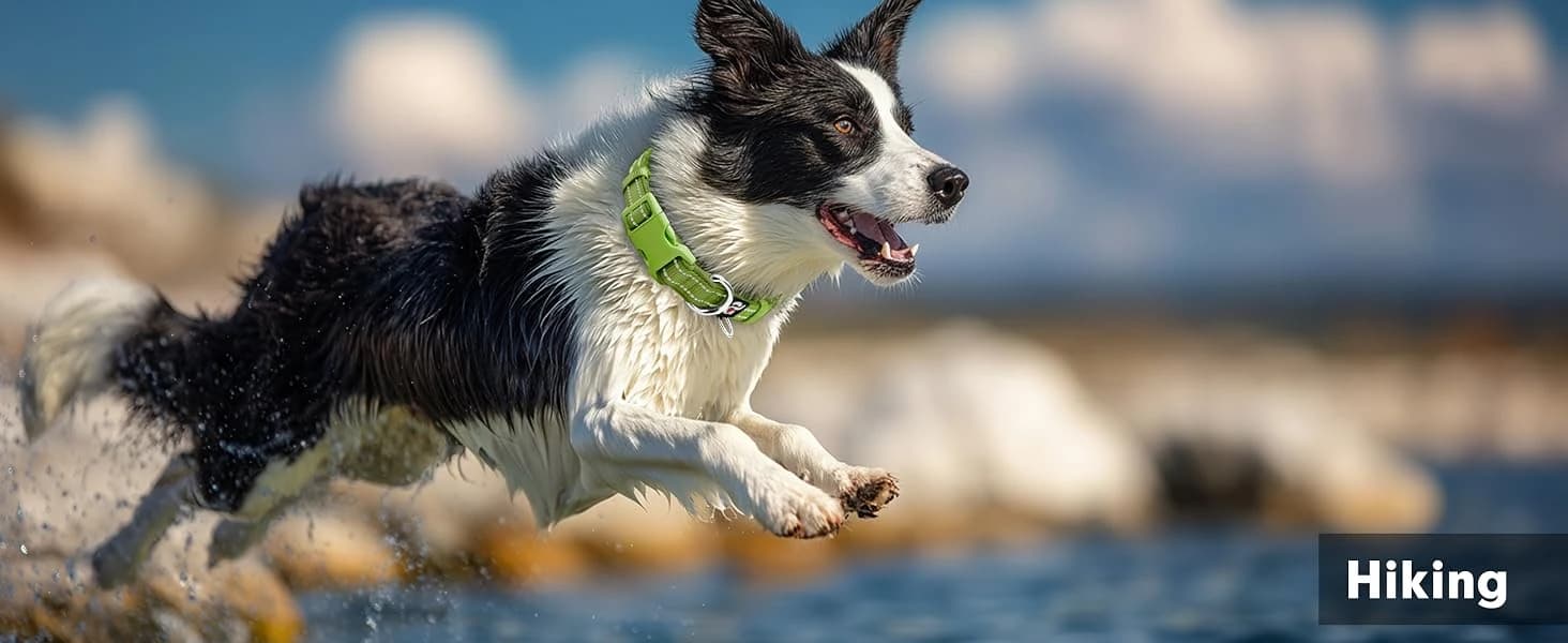 Reflective Dog Collar — Neoprene Padded Small Dog Collar — collection imagery