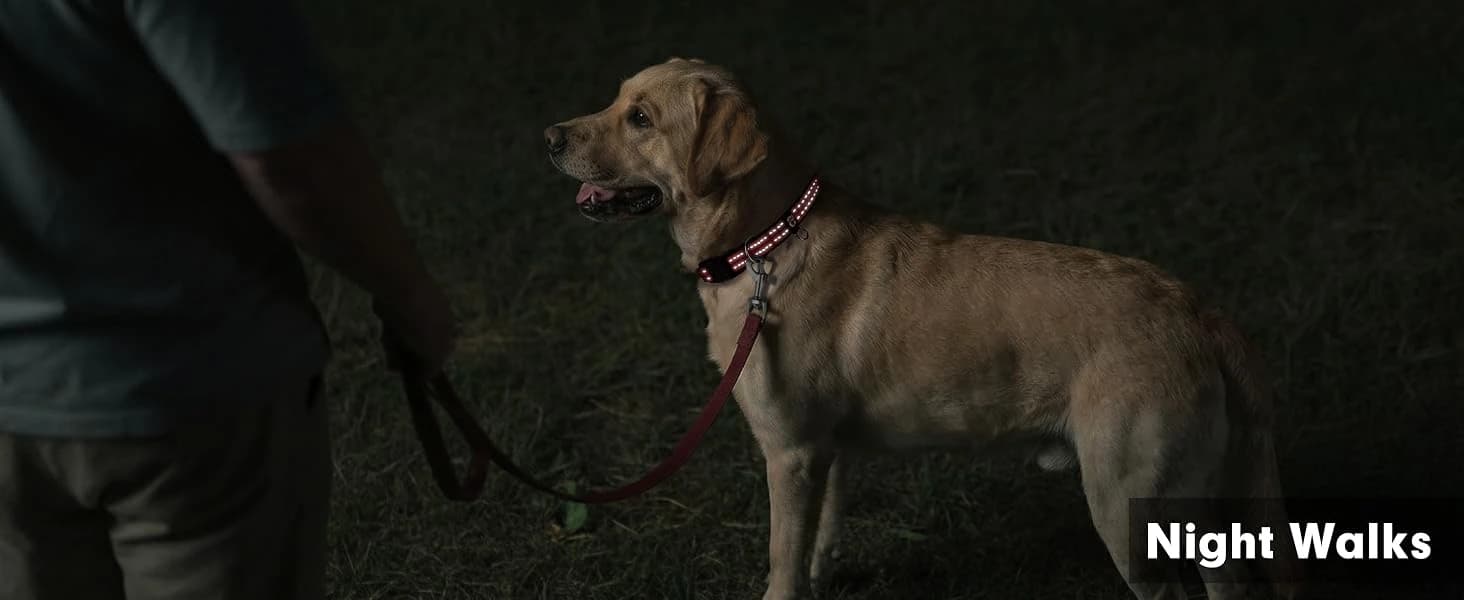 Reflective Dog Collar — Neoprene Padded Small Dog Collar — collection imagery