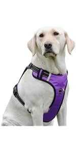 Reflective Dog Collar — Adjustable Nylon for Medium Dogs — product details