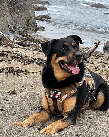 Tactical Dog Harness Service Vest for Medium Dogs Black M — collection imagery