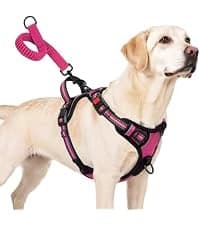 Rope Dog Leash for Medium and Large Dogs — collection imagery