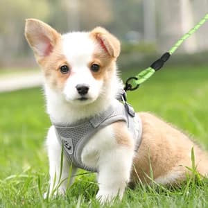 Floating Long Dog Leash — 20ft Dog Training Leash for Swimming and Lake — collection imagery