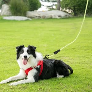 Floating Long Dog Leash — 20ft Dog Training Leash for Swimming and Lake — collection imagery
