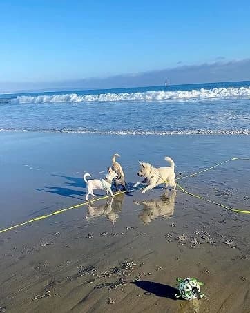 Long Dog Leash Waterproof Training Leashes 50ft 30ft 20ft 15ft 10ft 6ft — collection imagery
