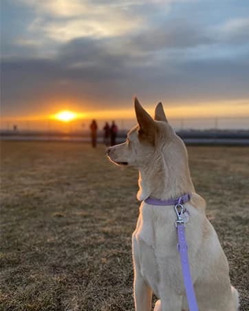 Long Dog Leash Waterproof Training Leashes 50ft 30ft 20ft 15ft 10ft 6ft — collection imagery