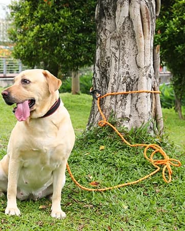 Long Dog Leash Waterproof Training Leashes 50ft 30ft 20ft 15ft 10ft 6ft — collection imagery