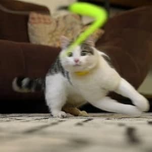 Cat Toys for Indoor Cats — Interactive Cat Toy 2PCS Retractable Wand Toy and 9PCS Cat Feather Toys Refills — collection imagery