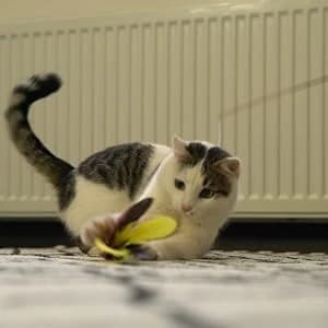 Cat Toys for Indoor Cats — Interactive Cat Toy 2PCS Retractable Wand Toy and 9PCS Cat Feather Toys Refills — collection imagery