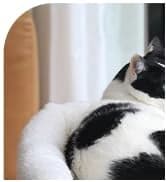 Foldable Cat Hammock for Window (White Bolster Bed — collection imagery