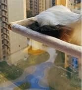 Foldable Cat Window Perch — Natural Wood — collection imagery