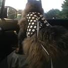 Cat Harness and Leash Set for Walking Escape Proof — Khaki — Cats should be trained indoors first.