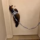Cat Harness and Leash Set for Walking Escape Proof — Khaki — Cats should be trained indoors first.