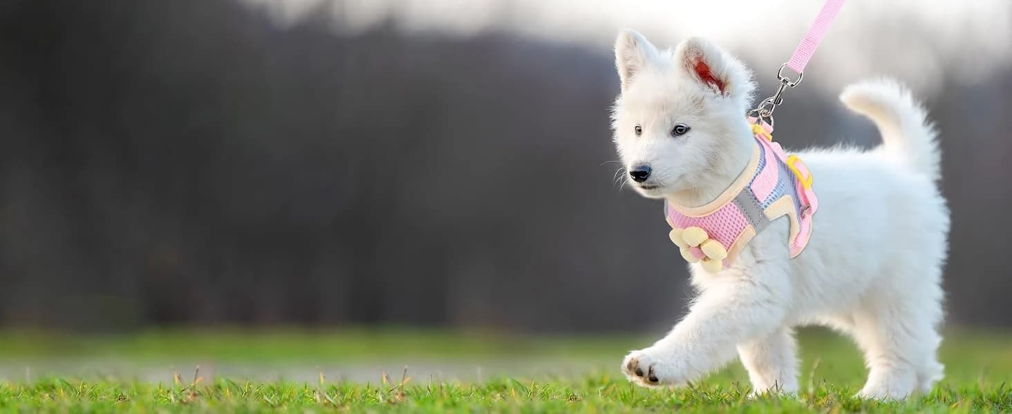 Cat Harness and Leash Set — Escape Proof Soft Vest Walk Pink XS — collection imagery
