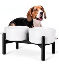 Elevated Slow Feeder Dog Bowl — collection imagery