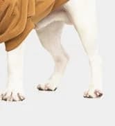 Small Dog Sweater — Fall Dog Sweater with Autumn Maple Leaf Pattern — collection imagery
