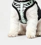 Small Dog Sweater — Fall Dog Sweater with Autumn Maple Leaf Pattern — collection imagery