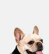 Small Dog Sweater — Fall Dog Sweater with Autumn Maple Leaf Pattern — collection imagery