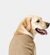 Small Dog Sweater — Fall Dog Sweater with Autumn Maple Leaf Pattern — collection imagery