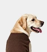Small Dog Sweater — Fall Dog Sweater with Autumn Maple Leaf Pattern — collection imagery