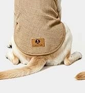 Small Dog Sweater — Fall Dog Sweater with Autumn Maple Leaf Pattern — collection imagery