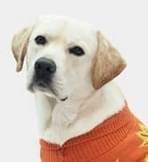 Small Dog Sweater — Fall Dog Sweater with Autumn Maple Leaf Pattern — collection imagery