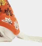 Small Dog Sweater — Fall Dog Sweater with Autumn Maple Leaf Pattern — collection imagery