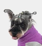 Small Dog Sweater — Fall Dog Sweater with Autumn Maple Leaf Pattern — collection imagery