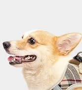 Small Dog Sweater — Fall Dog Sweater with Autumn Maple Leaf Pattern — collection imagery