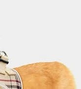 Small Dog Sweater — Fall Dog Sweater with Autumn Maple Leaf Pattern — collection imagery