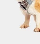 Small Dog Sweater — Fall Dog Sweater with Autumn Maple Leaf Pattern — collection imagery