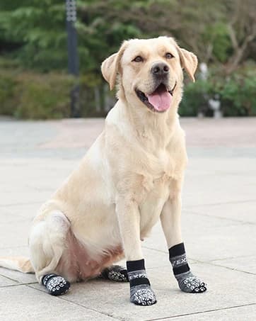 Anti Slip Dog Socks to Prevent Licking Paws — collection imagery