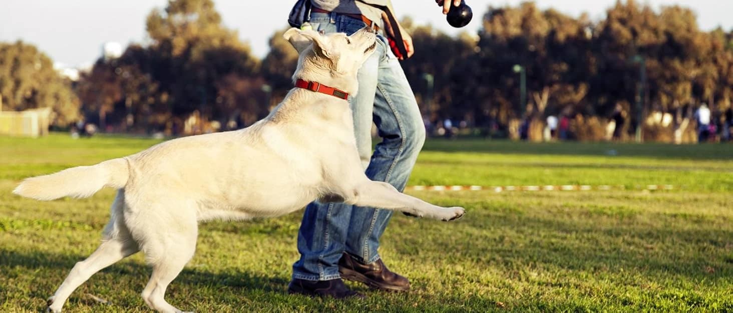 Cat Carrier Dog Carrier for Pets Up to 16 Lbs — collection imagery